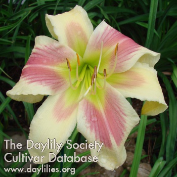 Daylily Keep Me in Mind
